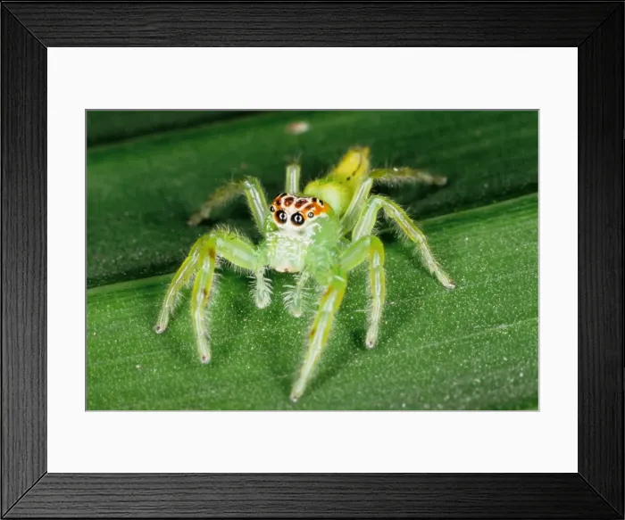 Framed Print : Jumping spiders (family Salticidae) are common inhabitants of houses and gardens in tropical Australia. They use their highly developed eye sight and athletic jumping ability to prey on insects. Townsville, Queensland, Australia Framed Print : Jumping spiders (family Salticidae) are common inhabitants of houses and gardens in tropical Australia. They use their highly developed eye sight and athletic jumping ability to prey on insects. Townsville, Queensland, Australia