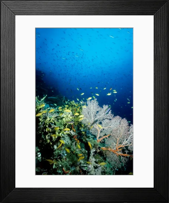 Framed Print : Coral reef scene with threadfin anthias (Pseudanthias huchtii) among sea fans (Order Gorgonacea) and other corals. Ribbon Reef Number 10, Great Barrier Reef Marine Park, Queensland, Australia Framed Print : Coral reef scene with threadfin anthias (Pseudanthias huchtii) among sea fans (Order Gorgonacea) and other corals. Ribbon Reef Number 10, Great Barrier Reef Marine Park, Queensland, Australia