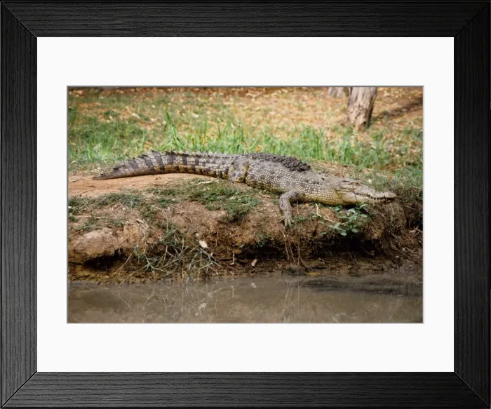 Framed Print : Estuarine crocodile (Crocodylus porosus). Queensland, Australia (captive specimen) Framed Print : Estuarine crocodile (Crocodylus porosus). Queensland, Australia (captive specimen)