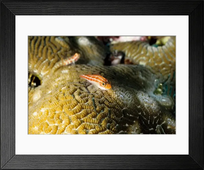 Framed Print : Neon triplefin (Helcogramma striata). Similan Islands, Andaman Sea, Thailand Framed Print : Neon triplefin (Helcogramma striata). Similan Islands, Andaman Sea, Thailand