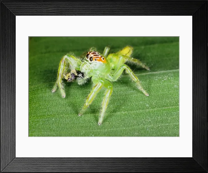 Framed Print : Jumping spiders (family Salticidae) are common inhabitants of houses and gardens in tropical Australia. This one has just caught an insect and is beginning to feed on it. Townsville, Queensland, Australia Framed Print : Jumping spiders (family Salticidae) are common inhabitants of houses and gardens in tropical Australia. This one has just caught an insect and is beginning to feed on it. Townsville, Queensland, Australia