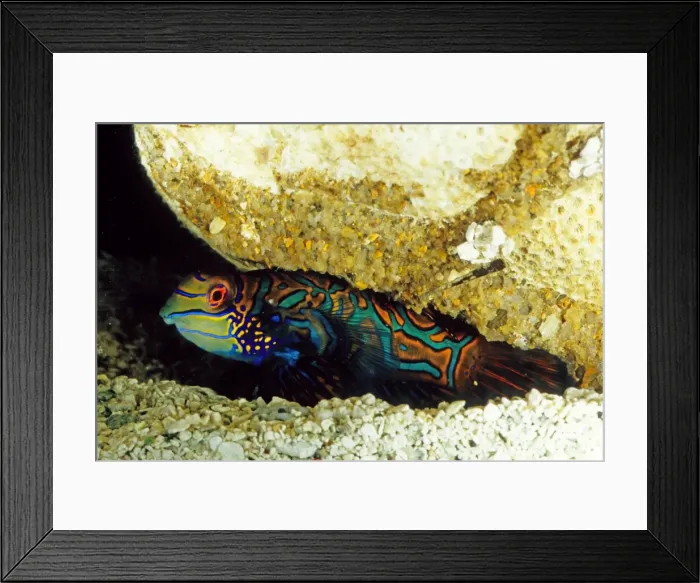 Framed Print : The striking colours and markings of the mandarinfish (Synchiropus splendidus) make it one of the most highly prized species for home aquariums. Great Barrier Reef Marine Park, Queensland, Australia (aquarium shot) Framed Print : The striking colours and markings of the mandarinfish (Synchiropus splendidus) make it one of the most highly prized species for home aquariums. Great Barrier Reef Marine Park, Queensland, Australia (aquarium shot)