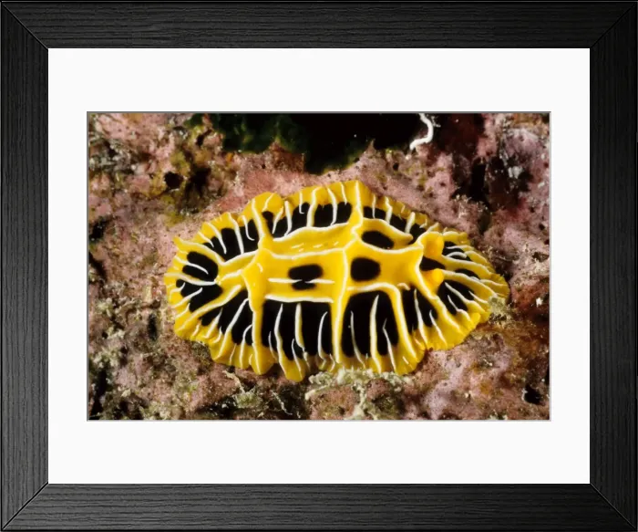 Framed Print : Nudibranch or sea slug (Reticulidia sp). Rib Reef, Great Barrier Reef Marine Park, Queensland, Australia Framed Print : Nudibranch or sea slug (Reticulidia sp). Rib Reef, Great Barrier Reef Marine Park, Queensland, Australia