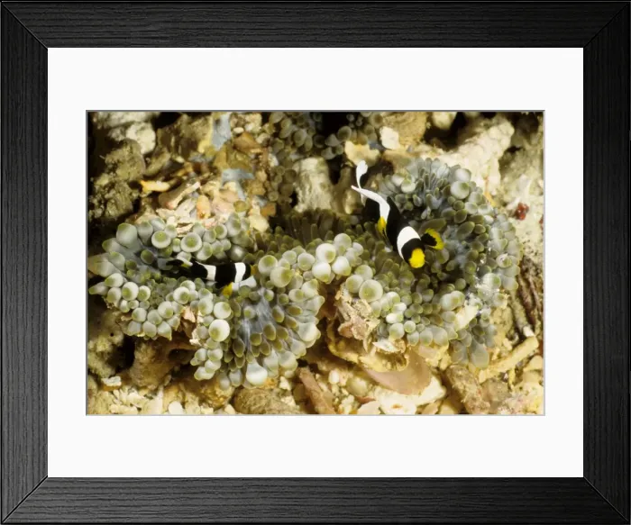 Framed Print : Juvenile Clark's anemonefish (Amphiprion clarkii) in bulb-tentacle sea anemone (Entacmaea quadricolor). Rib Reef, Great Barrier Reef Marine Park, Queensland, Australia