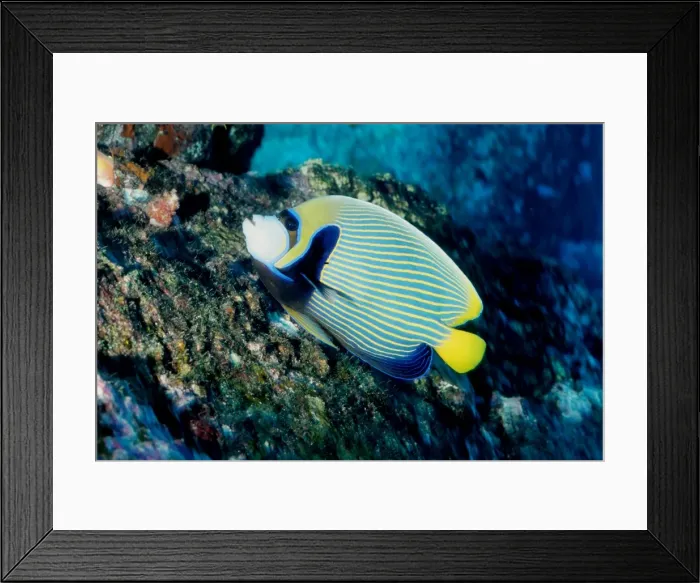 Framed Print : Emperor angelfish (Pomacanthus imperator). Similan Islands, Andaman Sea, Thailand Framed Print : Emperor angelfish (Pomacanthus imperator). Similan Islands, Andaman Sea, Thailand