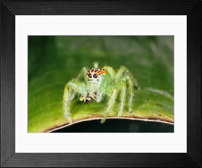 Framed Print : Jumping spiders (family Salticidae) are common inhabitants of houses and gardens in tropical Australia. This one has just caught an insect and is beginning to feed on it. Townsville, Queensland, Australia Framed Print : Jumping spiders (family Salticidae) are common inhabitants of houses and gardens in tropical Australia. This one has just caught an insect and is beginning to feed on it. Townsville, Queensland, Australia