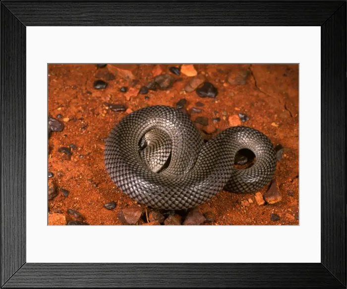 Framed Print : HRD01120. AUS-960. Curl or Myall snake - defensive pose. Framed Print : HRD01120. AUS-960. Curl or Myall snake - defensive pose.
