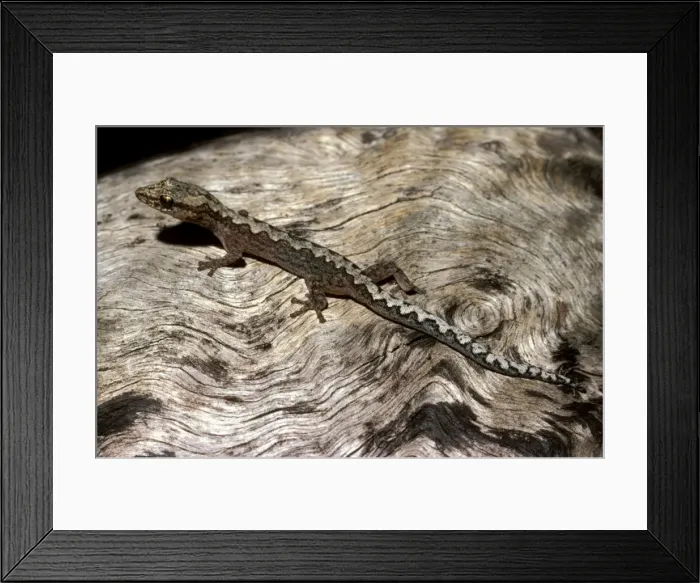 Framed Print : Zigzag velvet gecko Framed Print : Zigzag velvet gecko