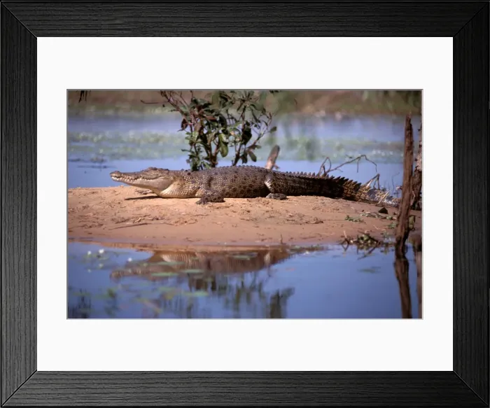 Framed Print : FWO00237. AUS-798. Estuarine / Saltwater / Indo-Pacific Crocodile - on bank. Framed Print : FWO00237. AUS-798. Estuarine / Saltwater / Indo-Pacific Crocodile - on bank.