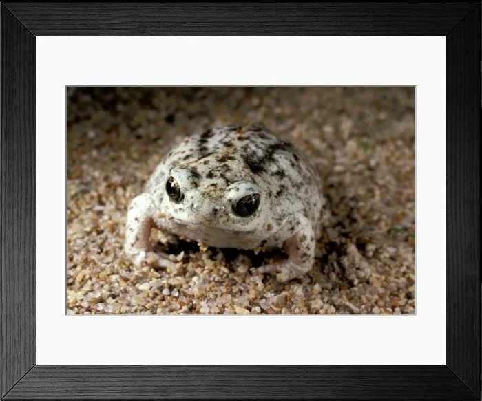 Framed Print : HRD00428. AUS-939. Sandhill frog. False Entrance Well, Shark Bay, Western Australia Framed Print : HRD00428. AUS-939. Sandhill frog. False Entrance Well, Shark Bay, Western Australia
