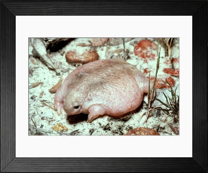 Framed Print : HRD0019d. AUS-935. Turtle frog Australias only frog food specialist Framed Print : HRD0019d. AUS-935. Turtle frog Australias only frog food specialist