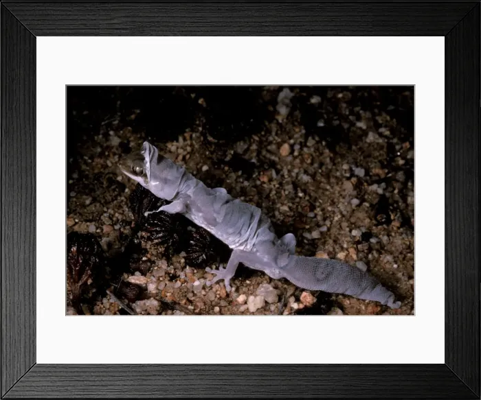 Framed Print : Fine-faced / Beautiful gecko - shedding skin Framed Print : Fine-faced / Beautiful gecko - shedding skin