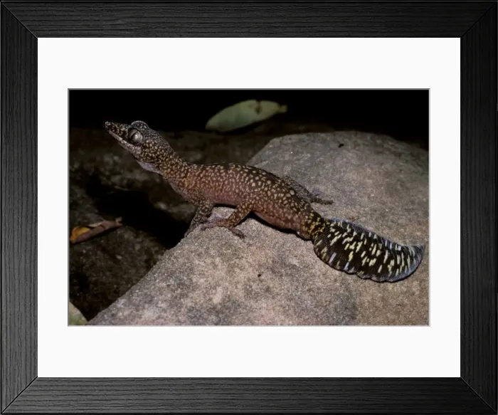 Framed Print : Fringe-toed velvet gecko Framed Print : Fringe-toed velvet gecko