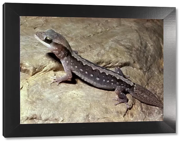 Wood  /  Stone gecko