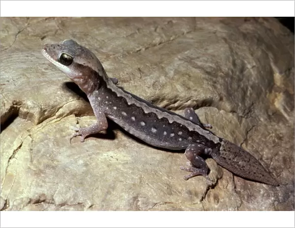 Wood  /  Stone gecko