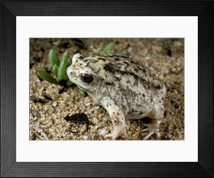 Framed Print : HRD00427. AUS-938. Sandhill frog. False Entrance Well, Shark Bay, Western Australia Framed Print : HRD00427. AUS-938. Sandhill frog. False Entrance Well, Shark Bay, Western Australia