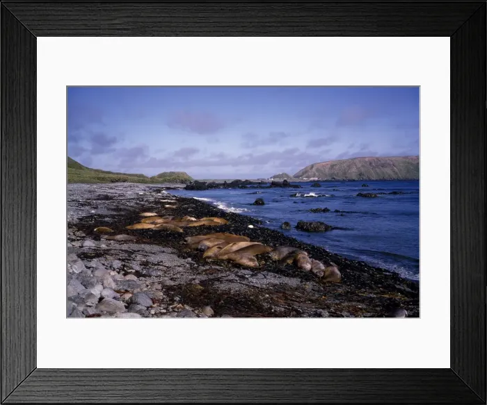 Framed Print : GRB00074. AUS-821. Southern elephant seals - lying on beach with North Framed Print : GRB00074. AUS-821. Southern elephant seals - lying on beach with North