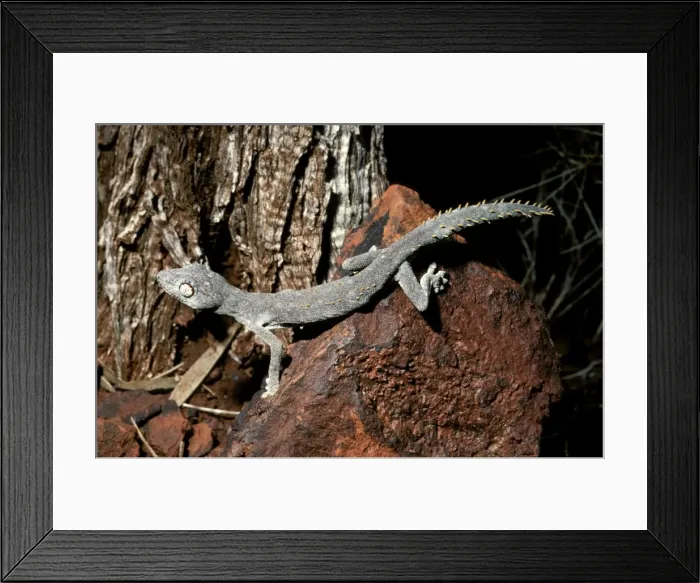 Framed Print : Western Shield / Wellingtons spiny-tailed gecko Framed Print : Western Shield / Wellingtons spiny-tailed gecko