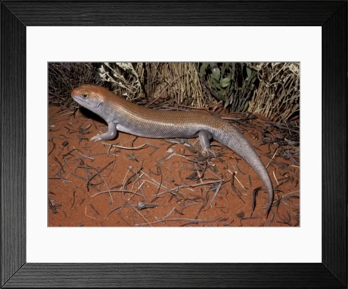 Framed Print : Great desert-skink Framed Print : Great desert-skink