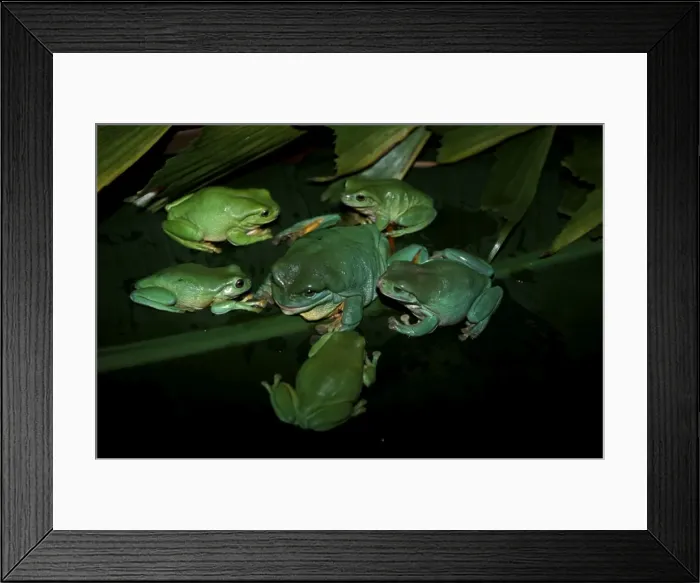 Framed Print : FWO00240. AUS-799. Green / Whites treefrog - group holding a staff meeting !. Framed Print : FWO00240. AUS-799. Green / Whites treefrog - group holding a staff meeting !.