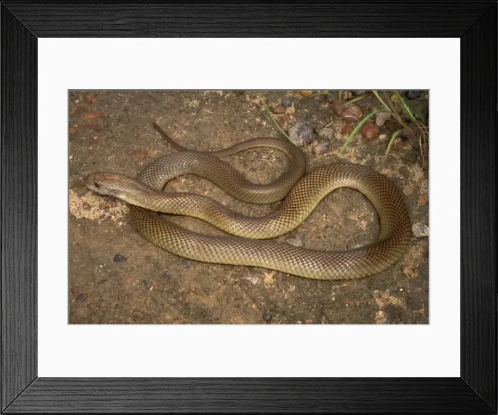 Framed Print : King brown / Mulga snake - very dangerous Framed Print : King brown / Mulga snake - very dangerous