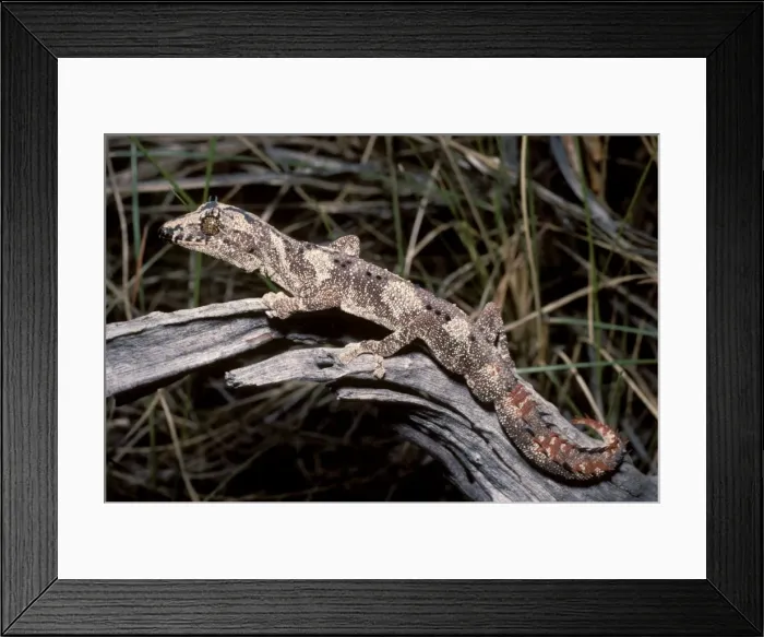 Framed Print : Northern spiny-tailed gecko Framed Print : Northern spiny-tailed gecko