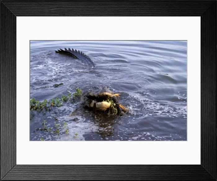 Framed Print : FWO00233. AUS-796. Estuarine / Saltwater / Indo-Pacific Crocodile - feeding Framed Print : FWO00233. AUS-796. Estuarine / Saltwater / Indo-Pacific Crocodile - feeding