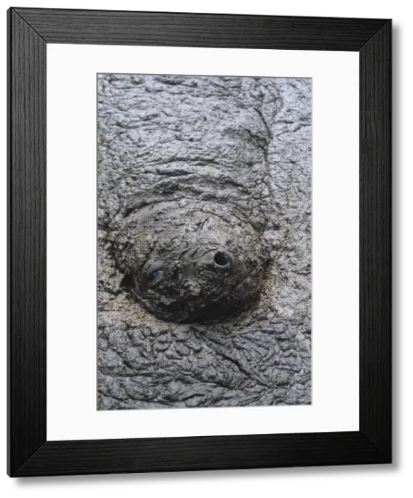 Framed Print : Southern elephant seal - cow in mud walllow Framed Print : Southern elephant seal - cow in mud walllow
