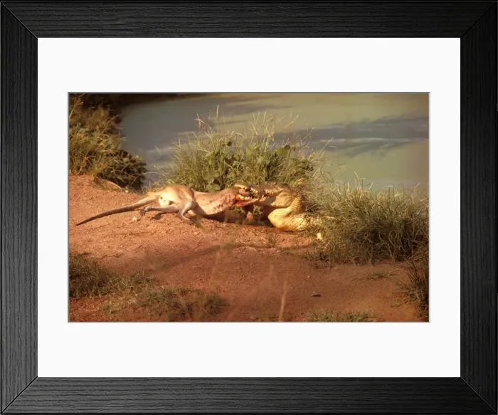 Framed Print : FWO00234. AUS-797. Estuarine / Saltwater / Indo-Pacific Crocodile - feeding on wallaby Framed Print : FWO00234. AUS-797. Estuarine / Saltwater / Indo-Pacific Crocodile - feeding on wallaby