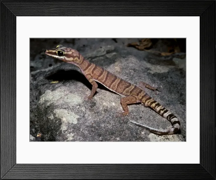 Framed Print : Gracile velvet gecko Framed Print : Gracile velvet gecko