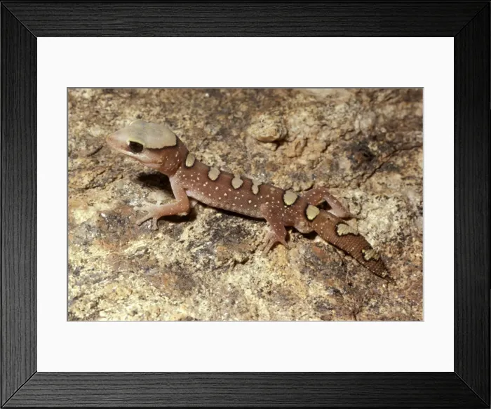 Framed Print : Helmeted gecko Framed Print : Helmeted gecko