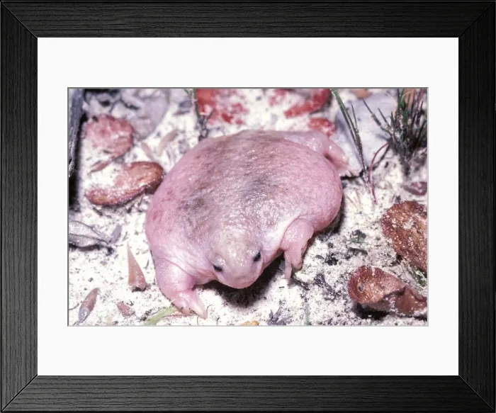 Framed Print : HRD00092. AUS-922. Turtle frog - Australias only frog food specialist Framed Print : HRD00092. AUS-922. Turtle frog - Australias only frog food specialist