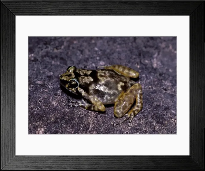 Framed Print : Rock frog. AUS-923. Rock frog. Black Trevethan Range, Queensland, Australia Framed Print : Rock frog. AUS-923. Rock frog. Black Trevethan Range, Queensland, Australia