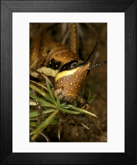 Framed Print : HRD01281. AUS-966. Chameleon grasshopper - male, Framed Print : HRD01281. AUS-966. Chameleon grasshopper - male,