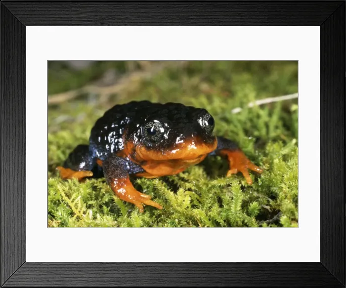 Framed Print : Sunset frog Framed Print : Sunset frog
