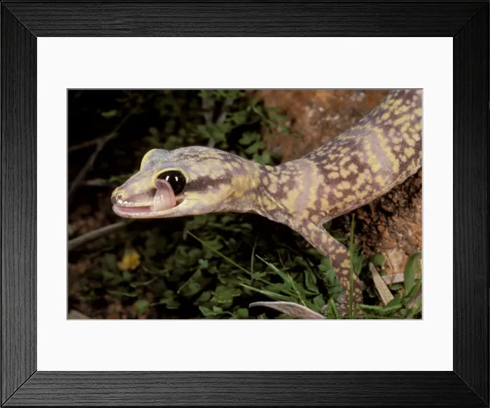 Framed Print : Marbled velvet gecko - cleaning eye with tongue Framed Print : Marbled velvet gecko - cleaning eye with tongue