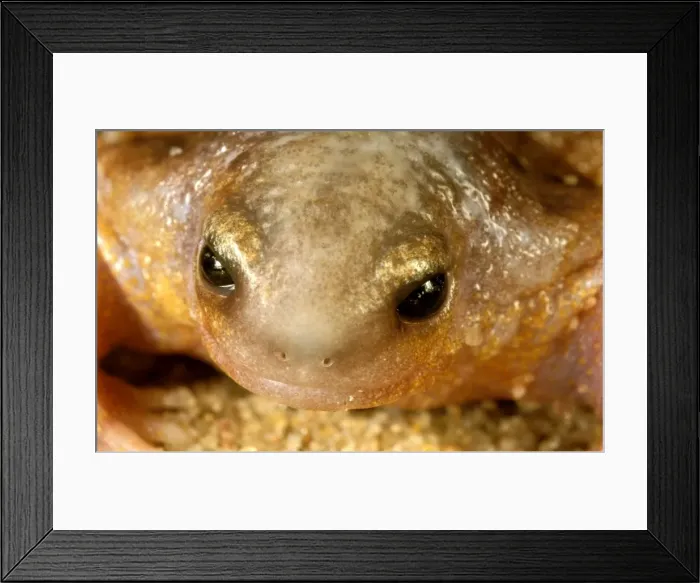 Framed Print : HRD01524. AUS-971. Turtle frog - Australias only frog food specialist Framed Print : HRD01524. AUS-971. Turtle frog - Australias only frog food specialist