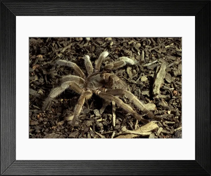 Framed Print : Barking spider / Bird-eating spider - Also called whistling spider as it makes an audible hiss if disturbed Framed Print : Barking spider / Bird-eating spider - Also called whistling spider as it makes an audible hiss if disturbed