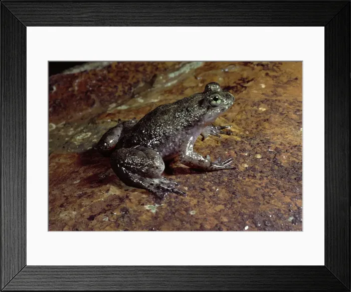 Framed Print : Southern gastric brooding (Platypus) frog - IUCN Red List 2000: Critical Framed Print : Southern gastric brooding (Platypus) frog - IUCN Red List 2000: Critical