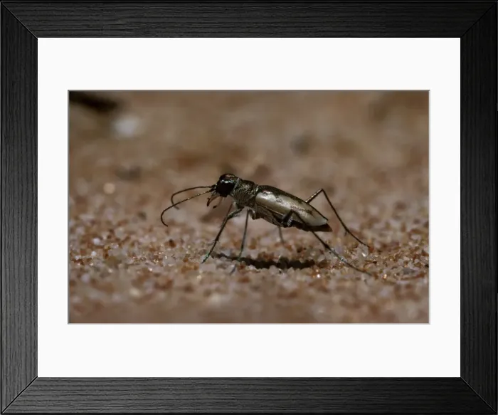 Framed Print : Tiger beetle Framed Print : Tiger beetle