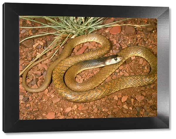 Western brown snake (Gwardar) - juvenile