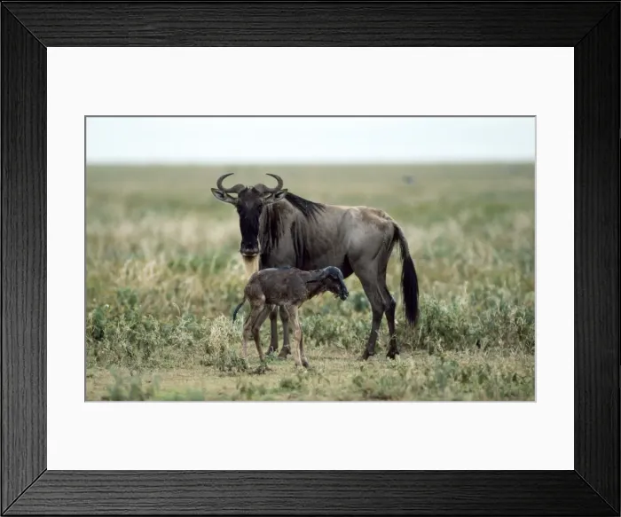 Framed Print : Wildebeeste - mother given birth to baby Framed Print : Wildebeeste - mother given birth to baby