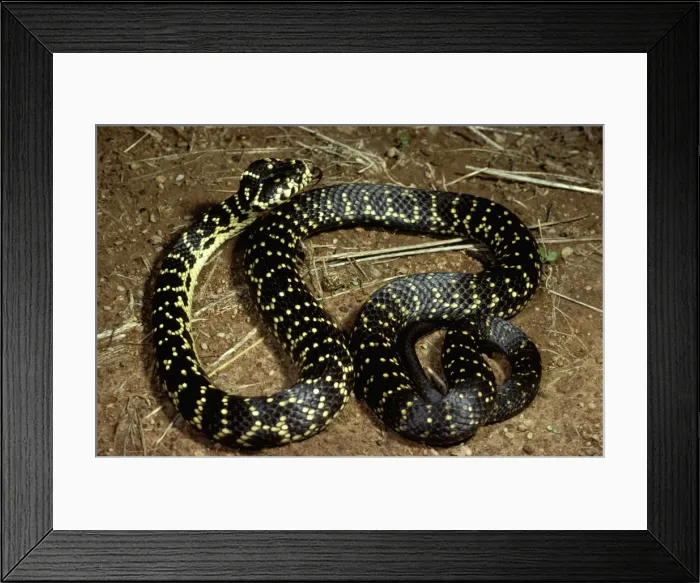 Framed Print : Broad-headed snake - endangered (vulnerable) species Framed Print : Broad-headed snake - endangered (vulnerable) species