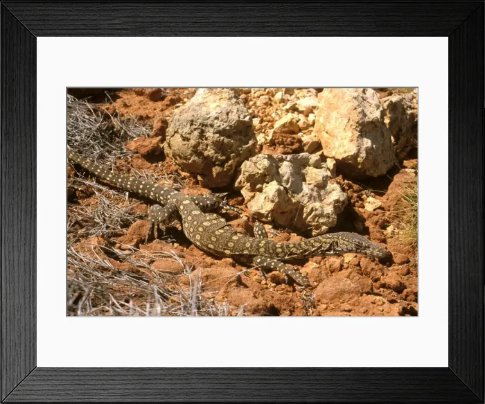 Framed Print : HRD02474. AUS-985. Perentie - at rest on ground. Framed Print : HRD02474. AUS-985. Perentie - at rest on ground.
