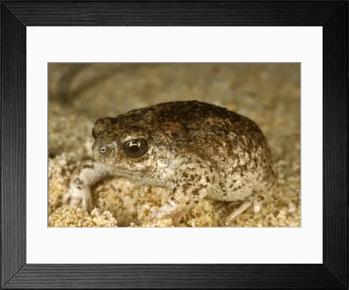 Framed Print : HRD02347. AUS-983. Sandhill frog. 1 kms of False Entrance Well, Western australia Framed Print : HRD02347. AUS-983. Sandhill frog. 1 kms of False Entrance Well, Western australia