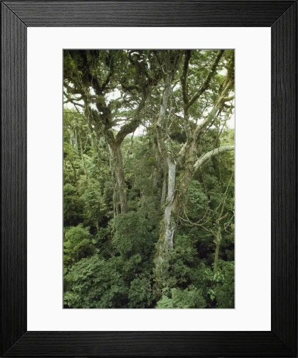 Framed Print : Cloud Forest Monteverde, Costa Rica Framed Print : Cloud Forest Monteverde, Costa Rica