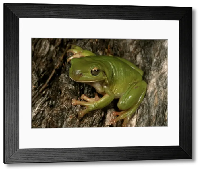 Framed Print : HRD01146. AUS-962. Green / Whites treefrog Framed Print : HRD01146. AUS-962. Green / Whites treefrog