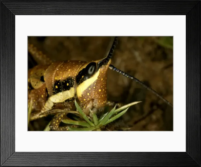 Framed Print : HRD01285. AUS-967. Wingless grasshopper (fam Framed Print : HRD01285. AUS-967. Wingless grasshopper (fam