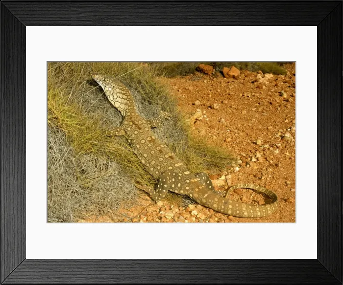 Framed Print : HRD02475. AUS-986. Perentie - half-erect among spinifex. Framed Print : HRD02475. AUS-986. Perentie - half-erect among spinifex.