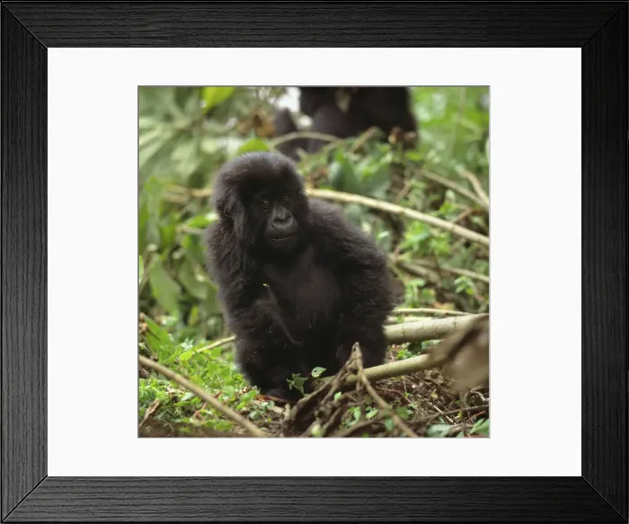 Framed Print : Ape: Mountain Gorilla - juvenile - Virunga Volcanoes, Rwanda, Africa Framed Print : Ape: Mountain Gorilla - juvenile - Virunga Volcanoes, Rwanda, Africa